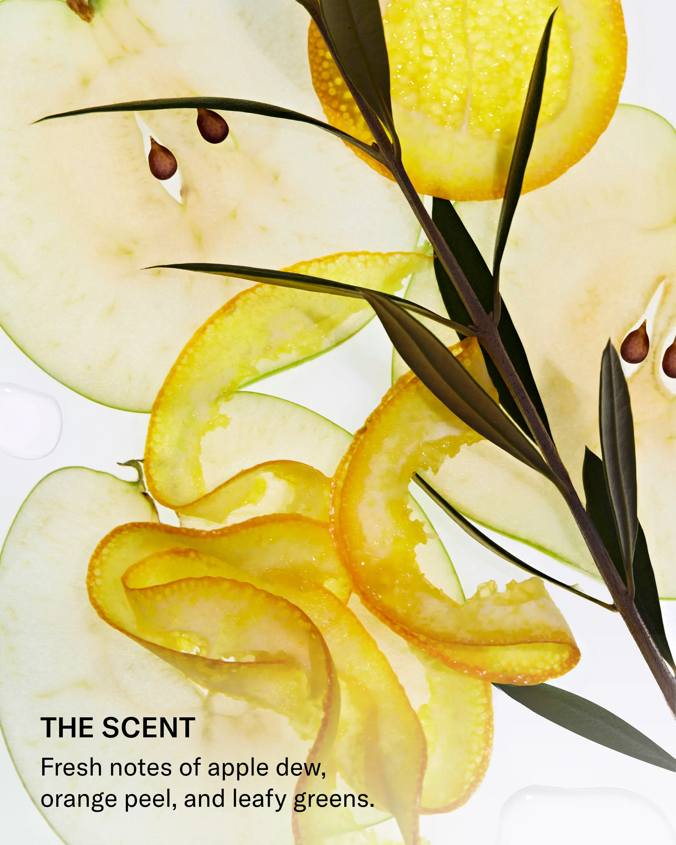 SEEN Shampoo - Image 19